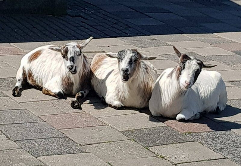 Vrijwilligers met een groot dierenhart gezocht voor diverse locaties🐔🐴🐽🐰