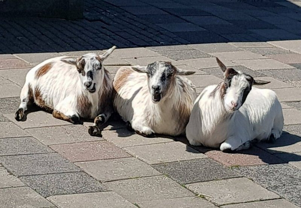 Vrijwilligers met een groot dierenhart gezocht voor diverse locaties🐔🐴🐽🐰
