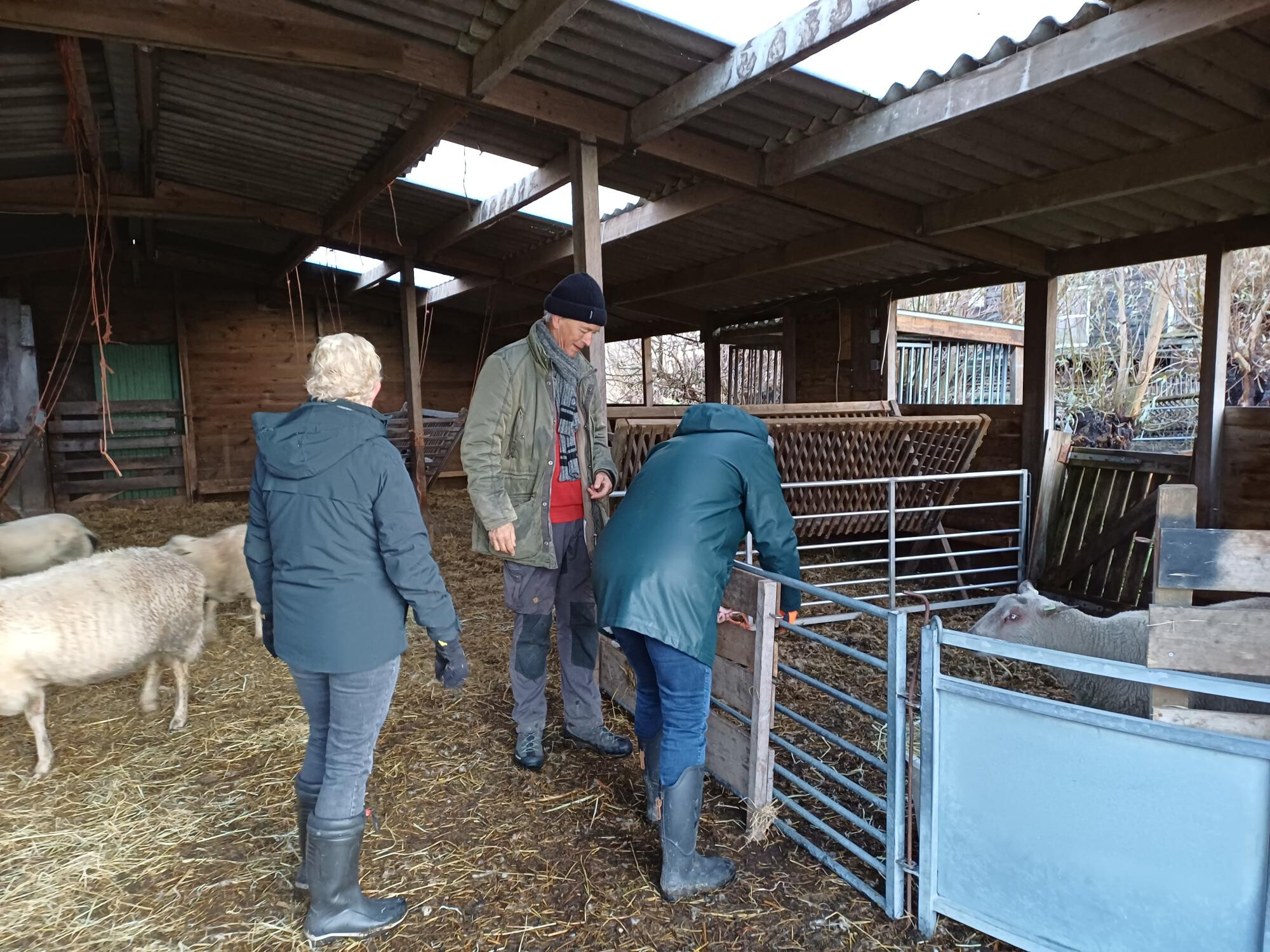 Kuddeondersteuner Schaapskudde Vockestaert