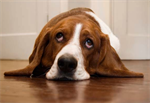 Knuffelen met de hond